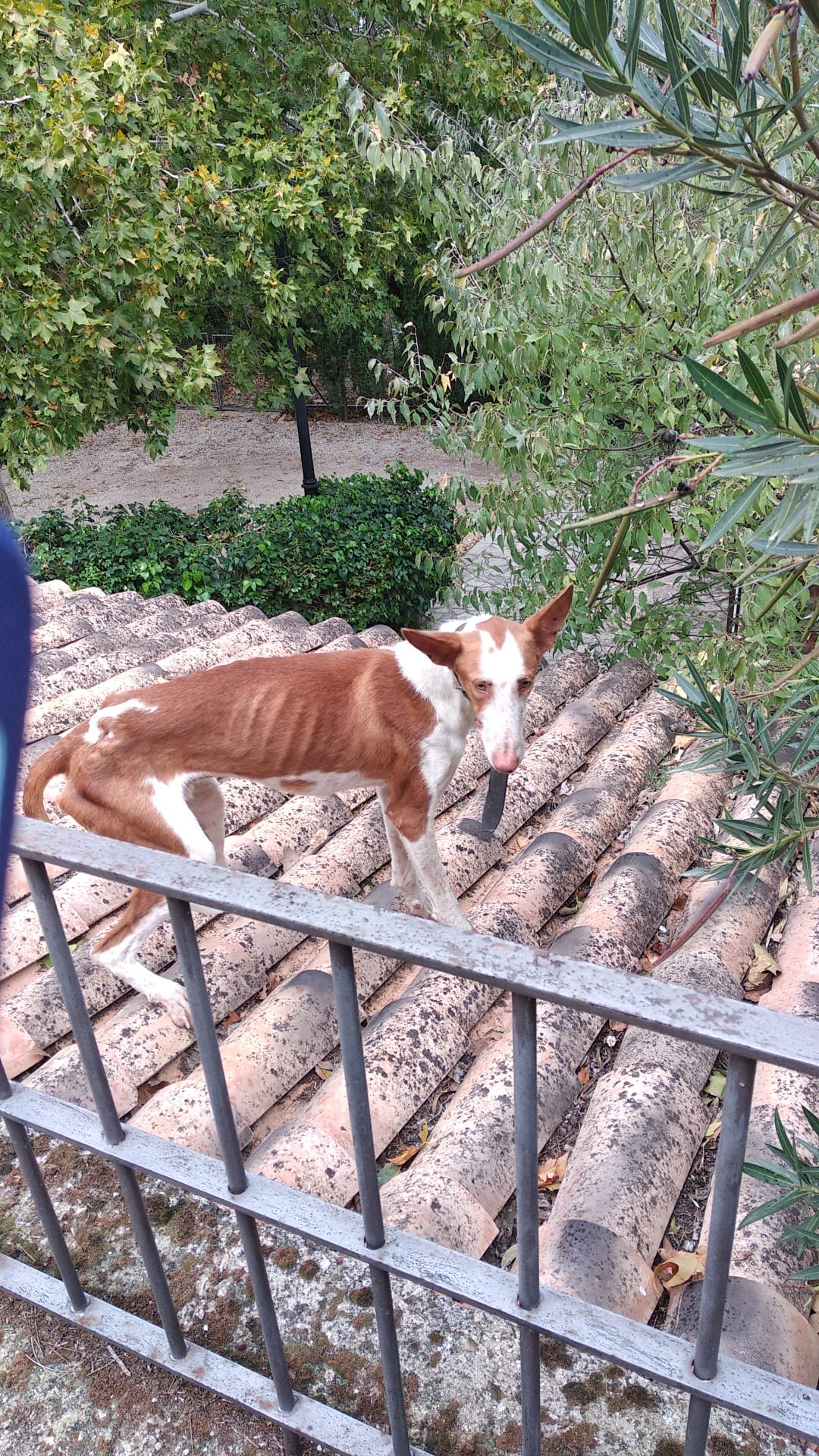 Inodoro para perros, inodoro para entrenamiento de perros en interiores para  mascotas, soporte para Zulema Baño de perros